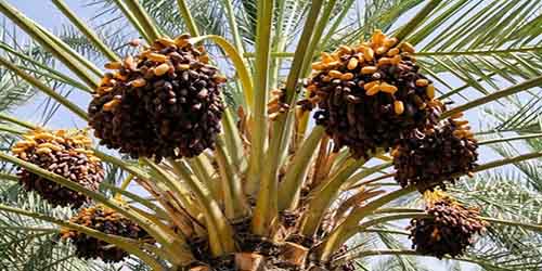 palm tree nuts bazaar dates piarom maryami nutskala medjool ajwa wholesale