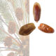 kernelo dates supplier canada medjool piarom mazafati bulk shahani
