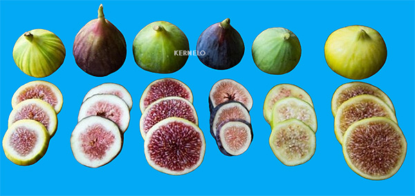 dried figs supplier kernelo turkey Iran nuts dried fruits