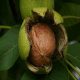 nuts bazaar walnut wholesale kernelo nutskala price