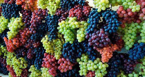 kernelo raisin supplier exporter sultana golden green organic grapes canada usa iran dried fruits