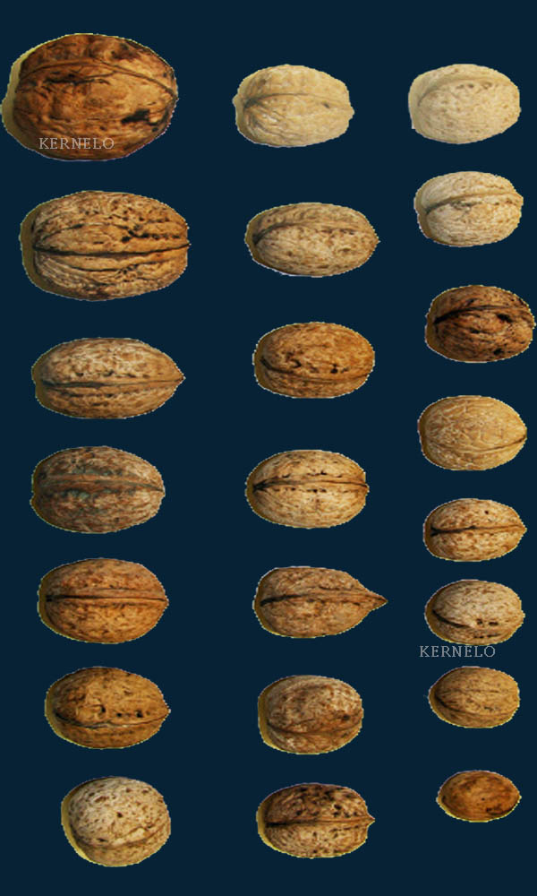 types of wanuts kernelo
