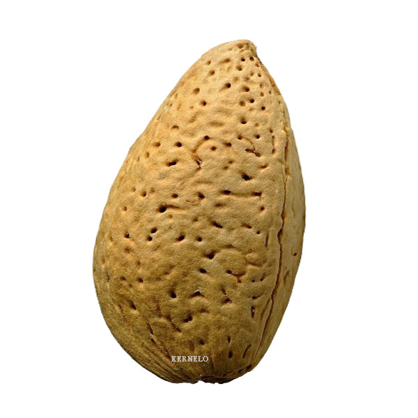 kernelo almond supplier exporter bulk