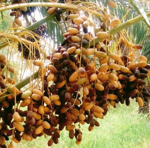 sayer dates wholesale chopped pitted dates bulk price foods snacks