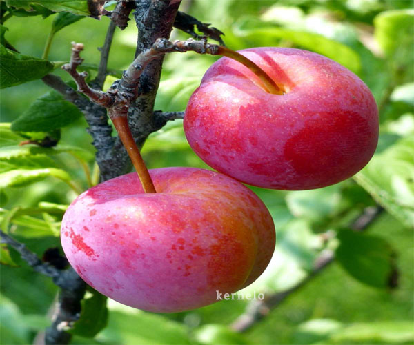 dried plum prune supplier kernelo