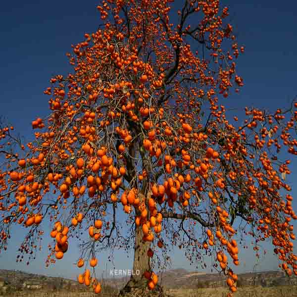 persian Persimmon fruit 