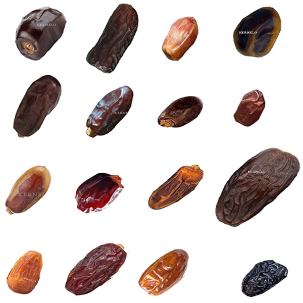 kernelo is all types of date fruits supplier exporter distributor in bulk and wholesale price