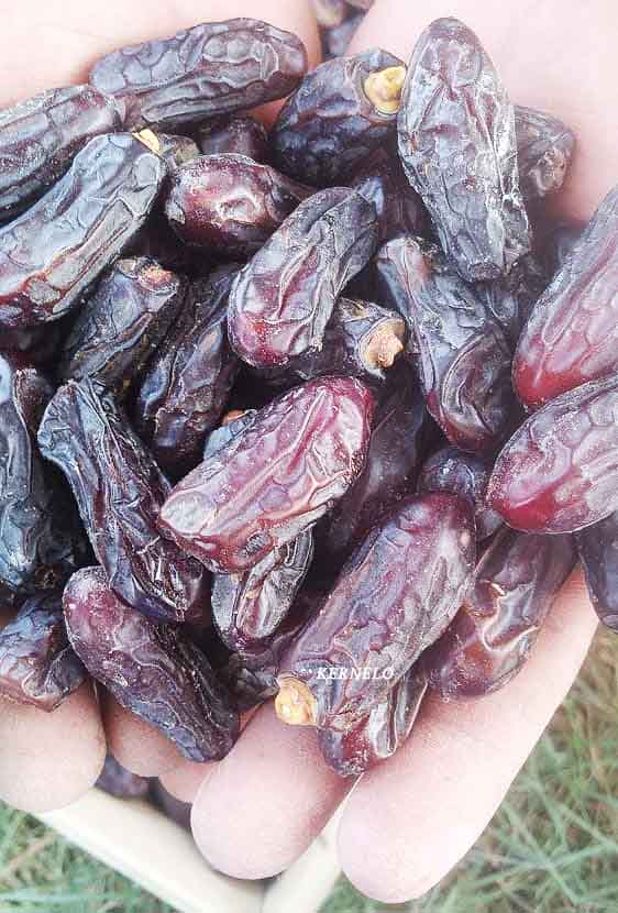 Rabbi pakistani dates supplier dubai canada 