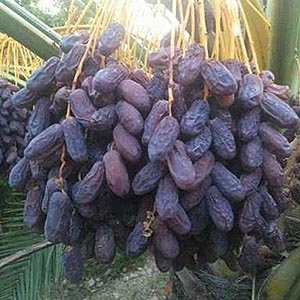 piarom maryami palm dates wholesale market bazaar price bulk medjool ajwa canada snack