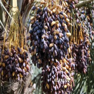 sayer estameran dates wholesale bulk price kernelo nuts bazaar medjool mazafati