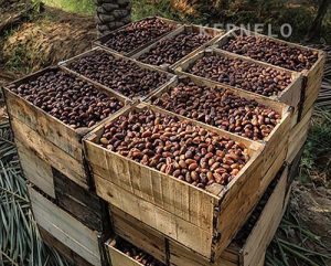 sayer estameran dates wholesale bulk price kernelo nuts bazaar medjool mazafati