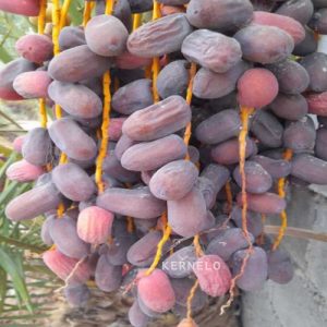 palm kaluteh dates mazafati wholesale bulk price market bazaar medjool ajwa