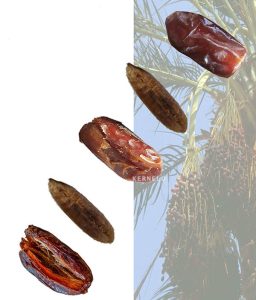 chopped dates diced sliced pitted bulk wholesale price