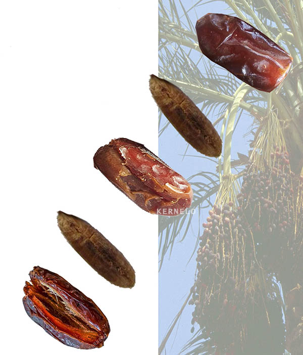 chopped dates diced sliced supplier pitted bulk wholesale price