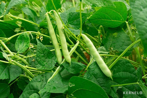 kernelo pulses beans supplier exporter in canada wholesale bulk price