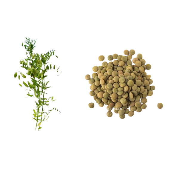 kernelo lentils supplier wholesale exporter canada iran