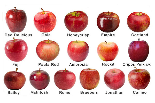 all types of red apple supplier exporter wholesale