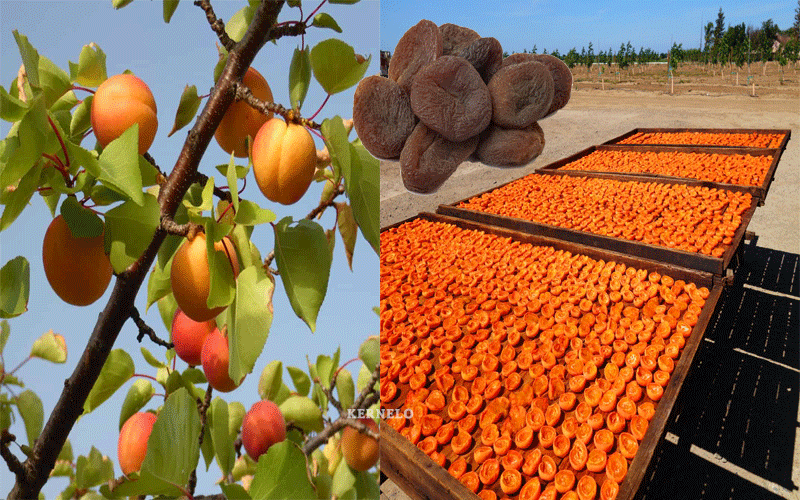kernelo sun dried apricots supplier producer wholesale bulk price