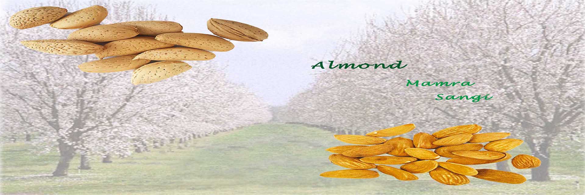 kernelo almond supplier