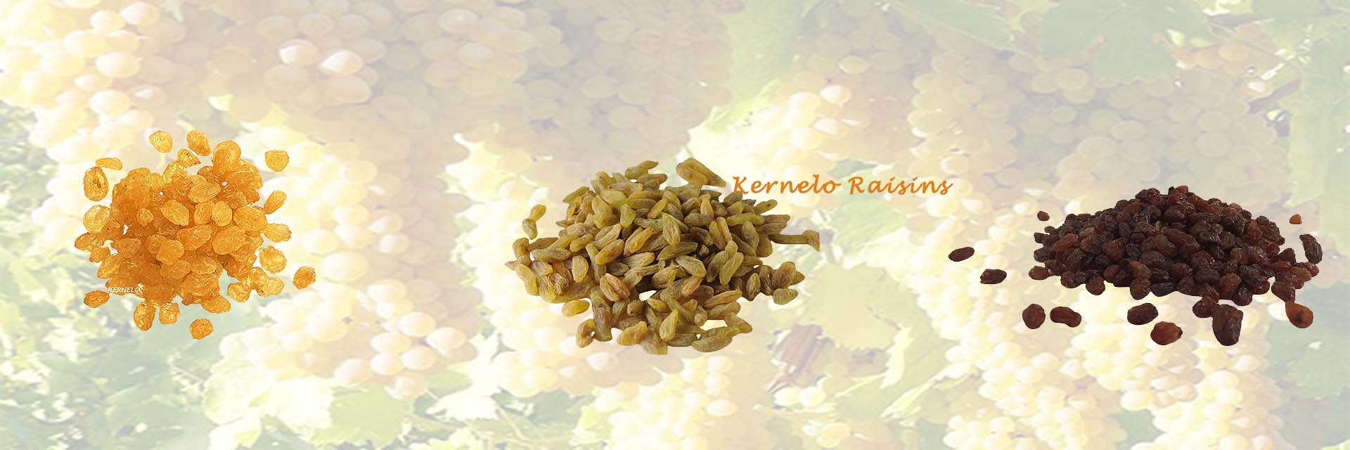 kernelo raisins supplier canada golden sultana