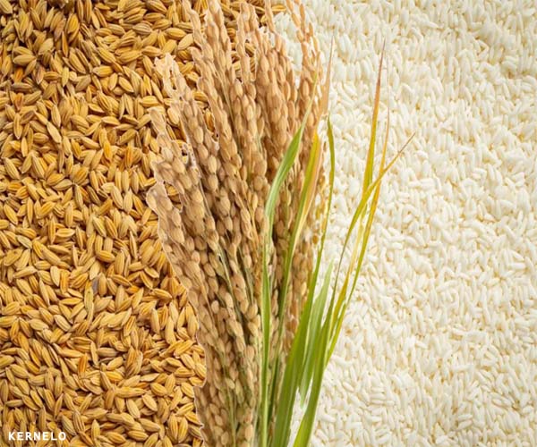 kernelo rice supplier in canada USA wholesale bulk Iran Turkey