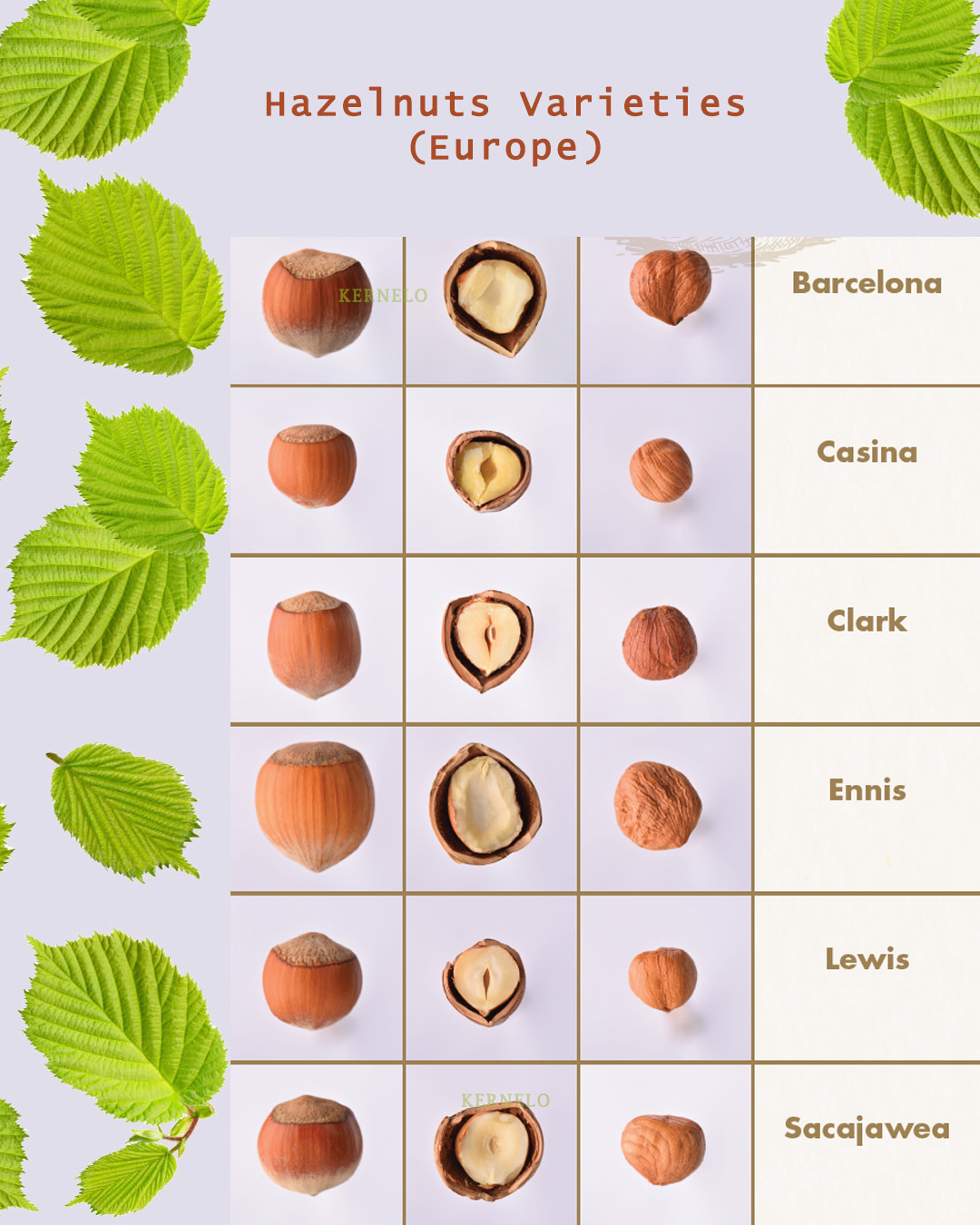 types of hazelnuts kernelo supplier