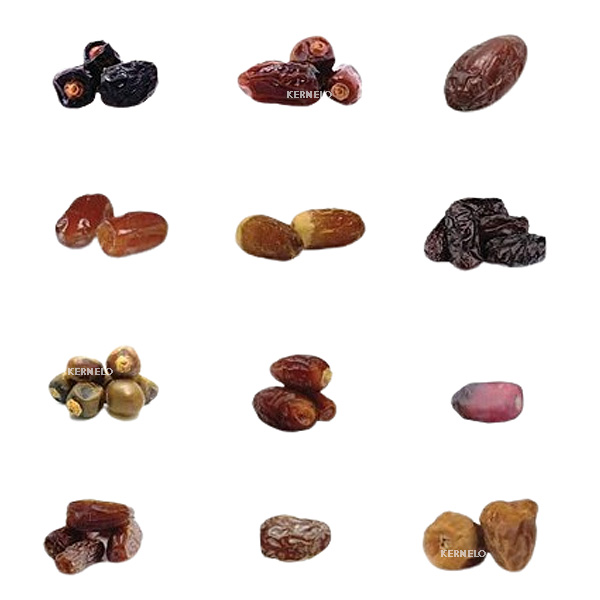 kernelo types of date druits supplier arabic