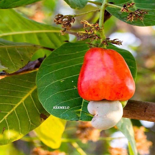 kernelo cashew supplier canada