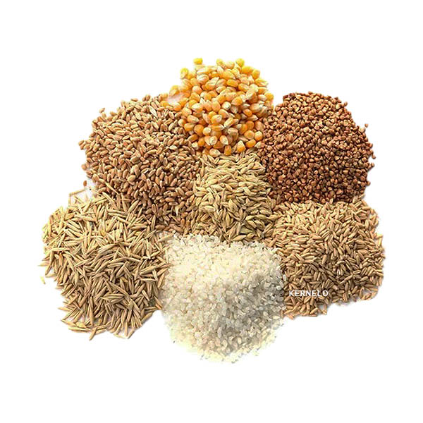 cereal grains wholesale supplier canada