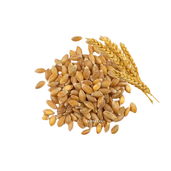 Kernelo Wheat supplier wholesale