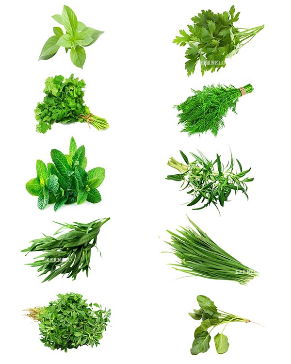 types od herbs supplier exporter canada usa