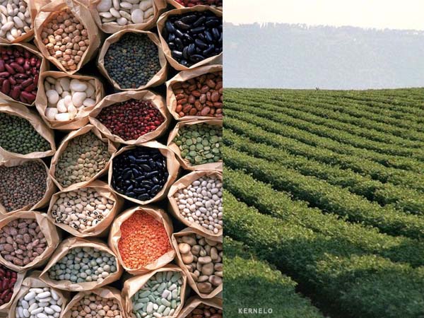 canada pulses supplier kernelo all type of pulses lentils chickpeas