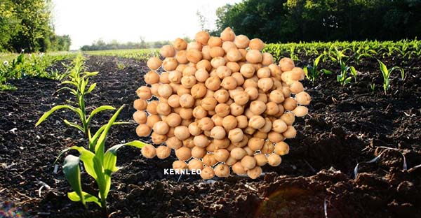 anada pulses supplier kernelo all type of pulses lentils chickpeas
