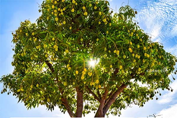 kernelo mango supplier wholesale tree