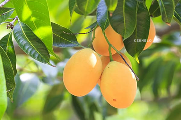 kernelo mango supplier wholesale Indian Canada USA fresh fruits bulk price